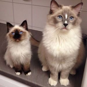 Meet your Posher, Suchy